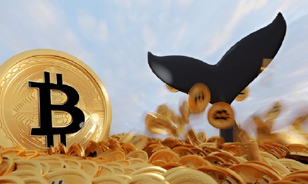 Bitcoin Whales Accumulate Aggressively as Price Approaches All-Time High